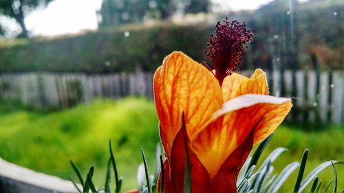 Close-up of day lily blooming outdoors