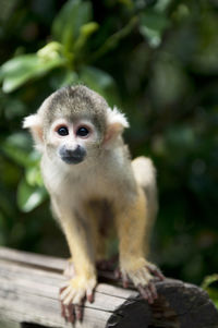 Close-up portrait of squirrel monkey