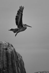 Low angle view of bird flying against clear sky