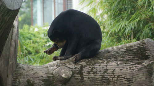 Monkey sitting on a tree