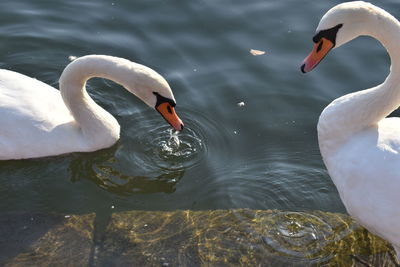 High angle view of swans swimming in lake