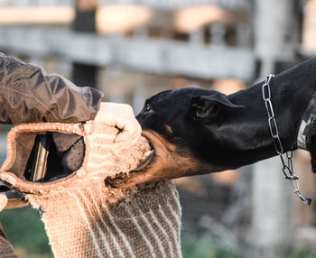 Cropped hand of person holding bite suit by dog