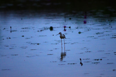 View of birds on beach