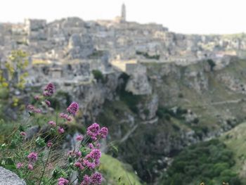 Plants growing on landscape