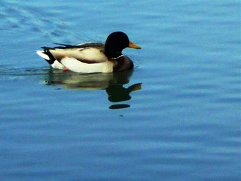 Birds in calm water