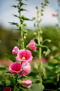 Close-up of pink flowering plant
