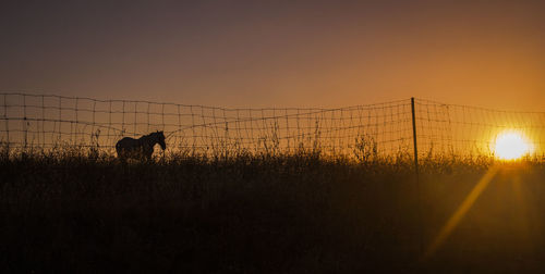 Silhouette horse by fence on field against sky during sunset
