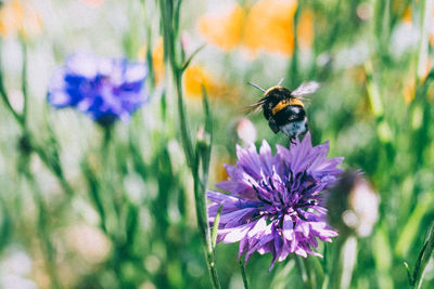 Close-up of bee pollinating on purple flower