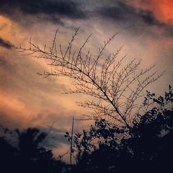 Silhouette of bare tree against cloudy sky