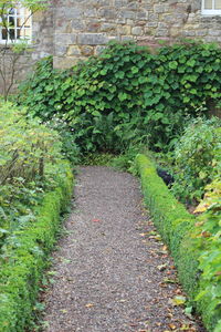 Plants growing on footpath