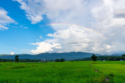 Scenic view of agricultural field against sky