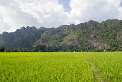 Scenic view of agricultural field against sky