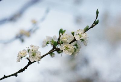 Close-up of apple blossoms in spring