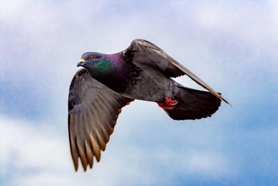 Low angle view of bird flying against sky