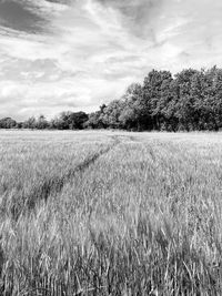 Scenic view of field against sky