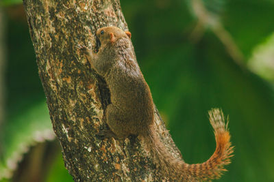 Close-up of chipmunk on tree trunk