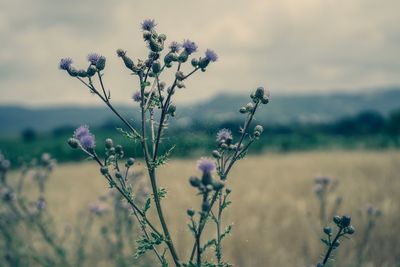 Close-up of purple flowering plants on field against sky