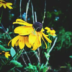 Close-up of bee on flower