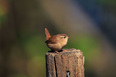 Close-up of bird perching on wooden post