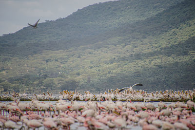 View of birds flying over land