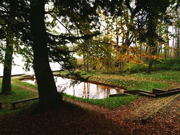 Trees in park