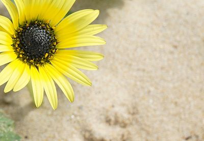 Close-up of sunflower blooming