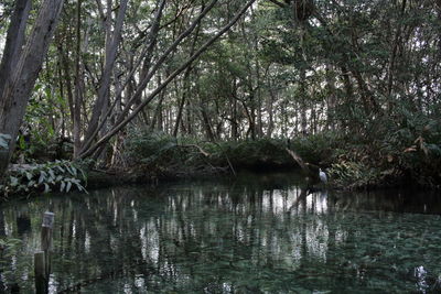 Scenic view of lake in forest