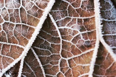 Full frame shot of frosted dry leaf