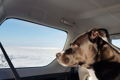 Close-up of dog in car