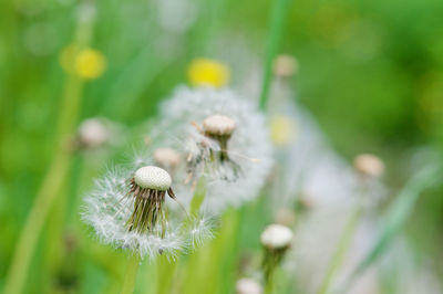 Close-up of white dandelion flower