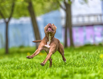 Dog sticking out tongue on field
