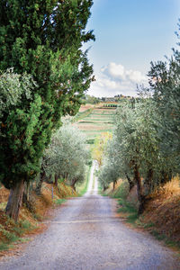 Road amidst trees against sky