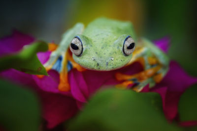 Close-up of frog on blue flowering plant