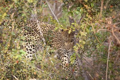 Leopard surrounded by leaves 