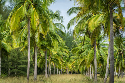 Palm trees against sky