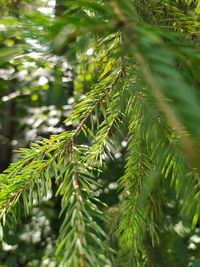 Close-up of pine tree