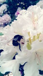 Close-up of white flowers