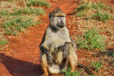 Lion sitting on land