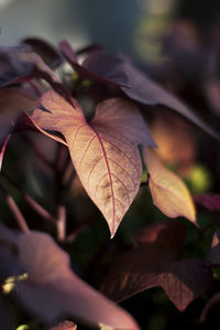 Close-up of maple leaves during autumn