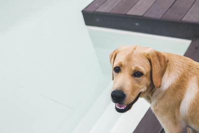 Portrait of a yellow labrador dog with a pool in the background