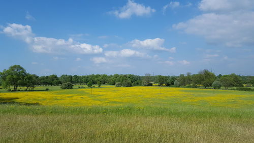 Scenic view of field against sky