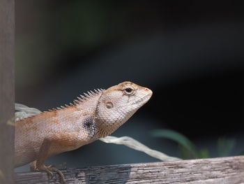 Close-up of lizard on wood