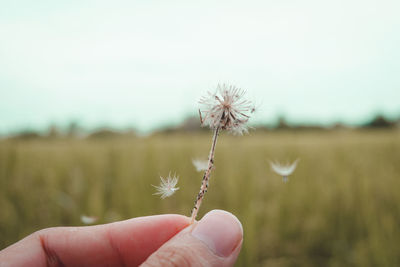 Close-up of hand holding dandelion flower against field