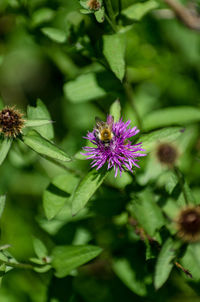 Close-up of bee on thistle flower