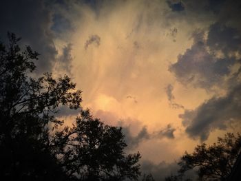 Silhouette trees against sky at night