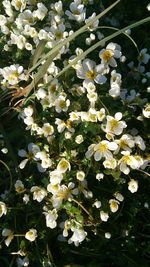 Close-up of white flowers