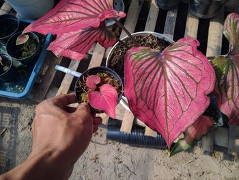 High angle view of person holding pink caladium flowering plant