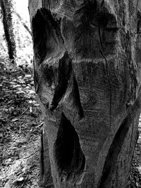 Close-up of tree trunk in forest