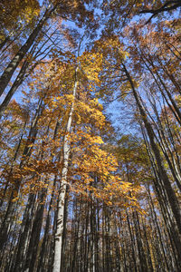 Low angle view of trees in forest during autumn