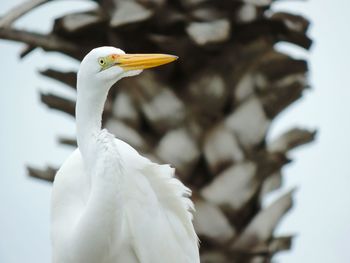 Close-up of crane